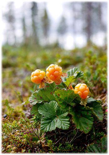 Rustic Berry Trove: Handpicked Nature's Gems