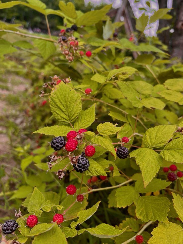 Artisanal Berry Patch Mix: Vibrant Flavor Medley